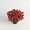 Diascia barberae Juliet™ Orange