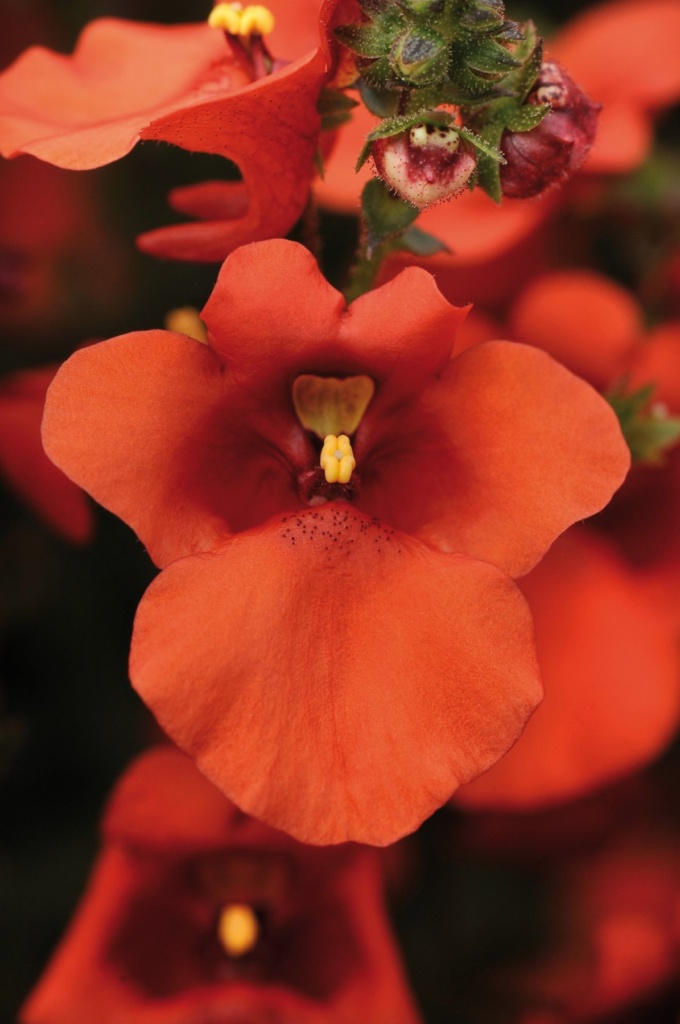 Diascia barberae Juliet™ Orange