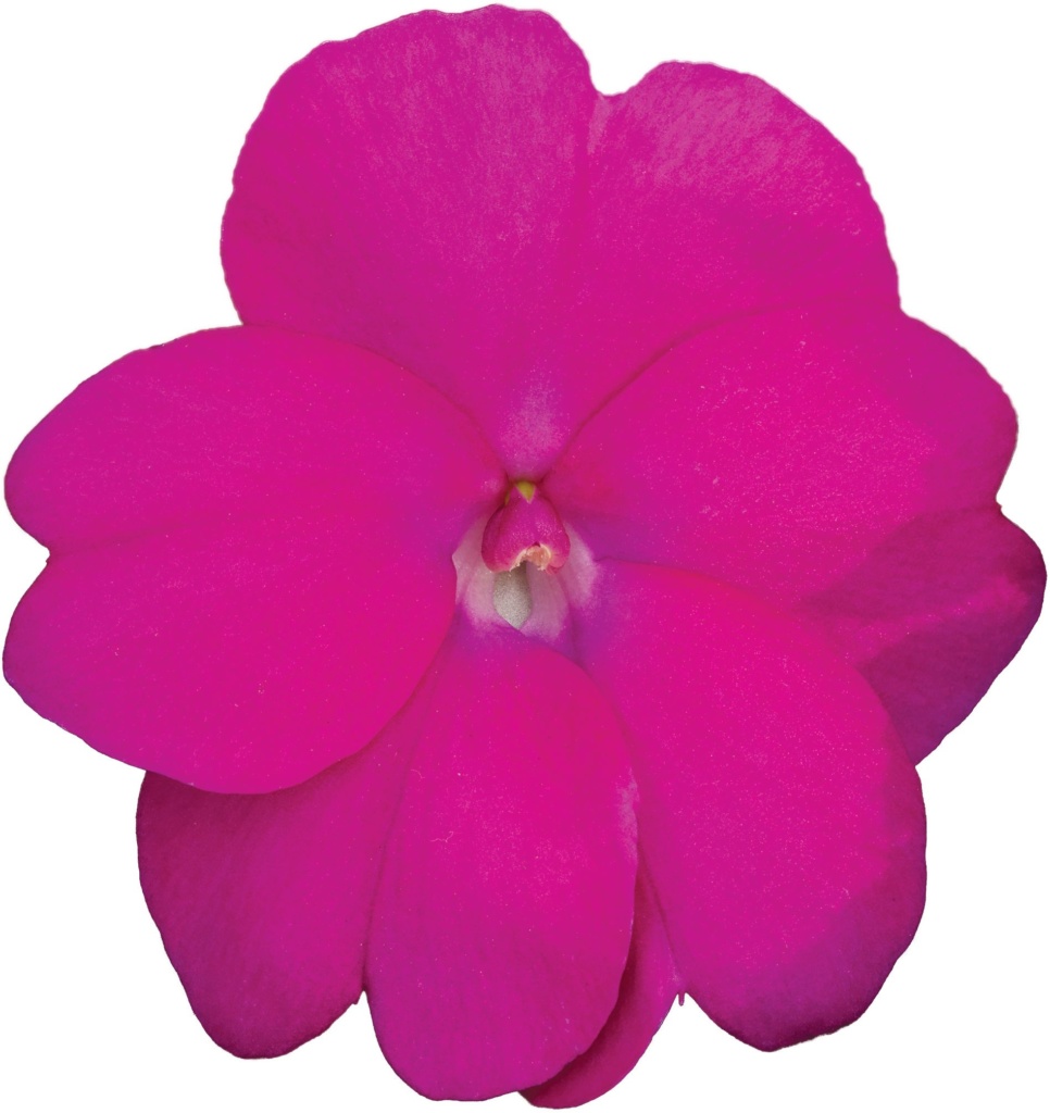 Impatiens New Guinea SunPatiens® Compact Hot Lilac