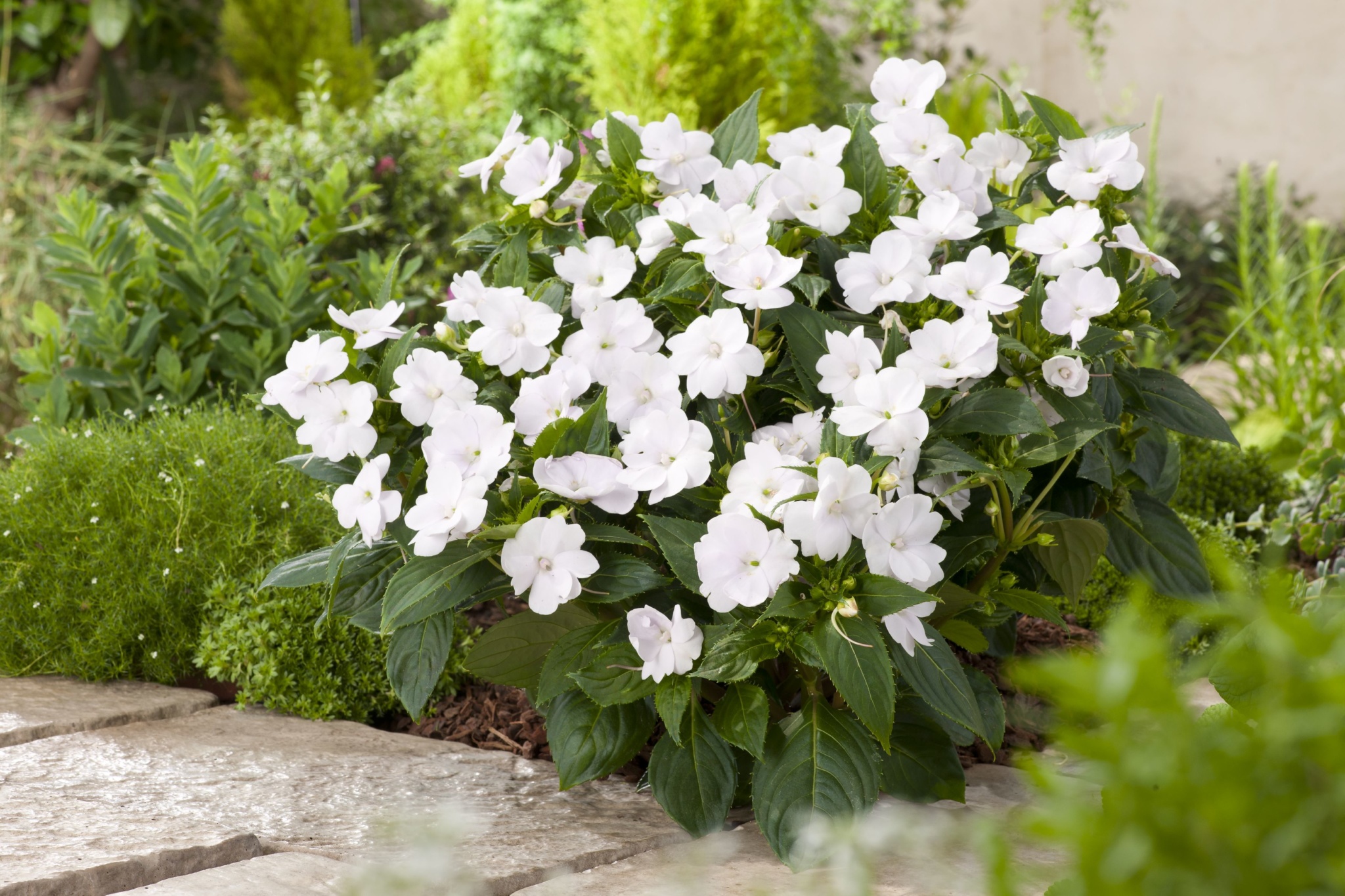 Impatiens New Guinea SunPatiens® Vigorous Clear White Gardenhouse.sk