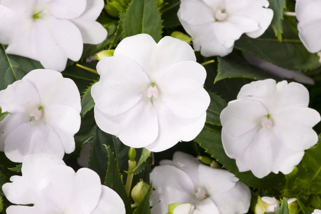 Impatiens New Guinea SunPatiens® Vigorous Clear White