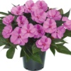 Impatiens New Guinea SunPatiens® Vigorous Lavender Splash