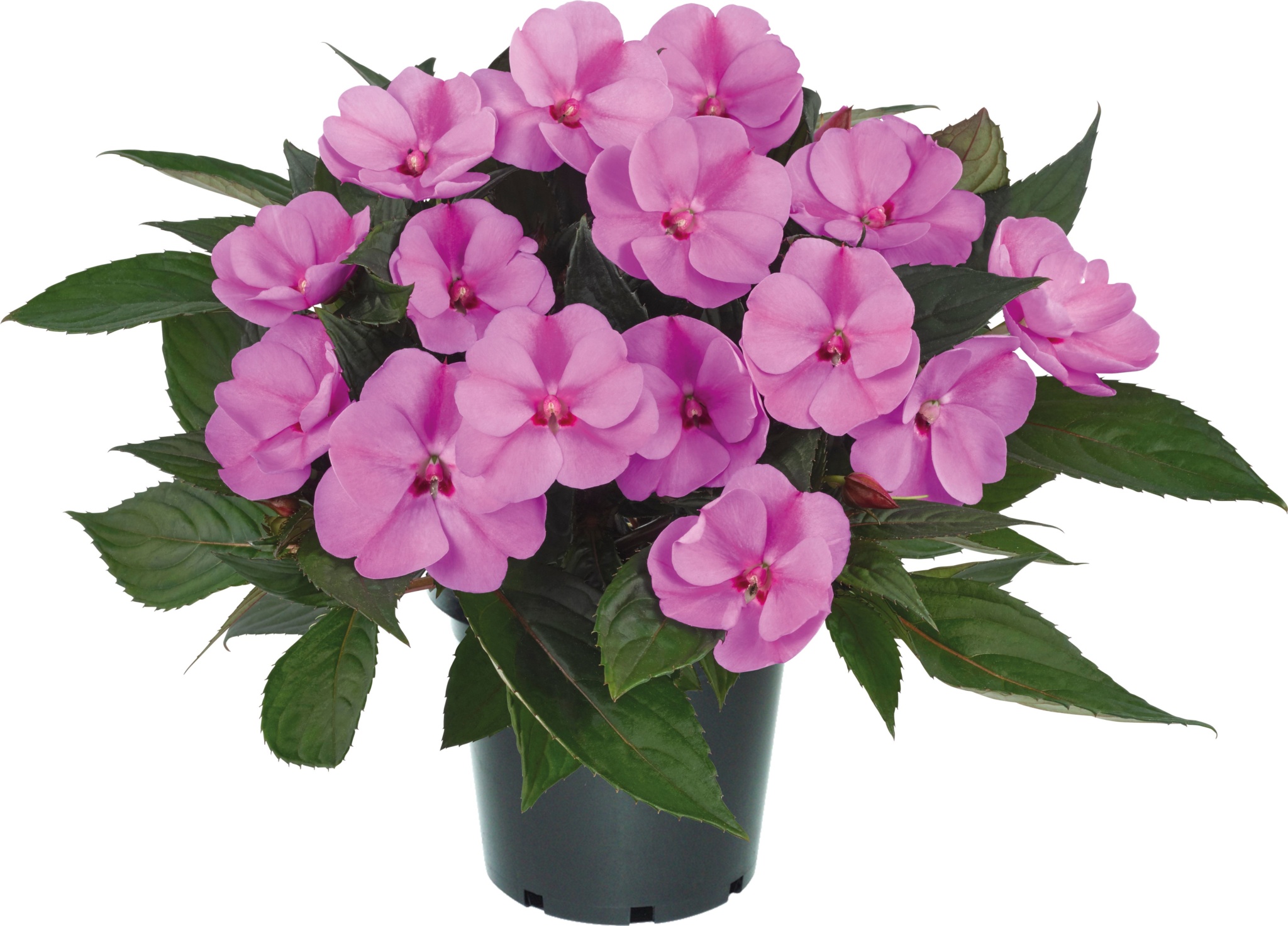 Impatiens New Guinea SunPatiens® Vigorous Lavender Splash Gardenhouse.sk