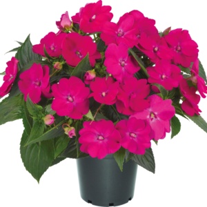 Impatiens New Guinea SunPatiens® Vigorous Rose Pink