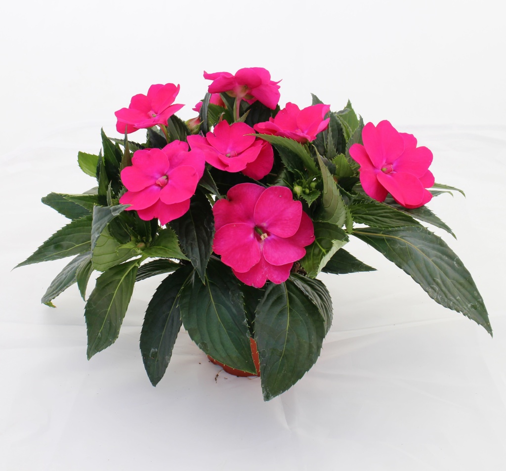 Impatiens New Guinea SunPatiens® Vigorous Rose Pink