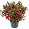 Mandevilla Sanderi Sundaville® Burgundy