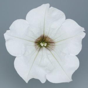 Petunia Grandiflora Surfinia® White