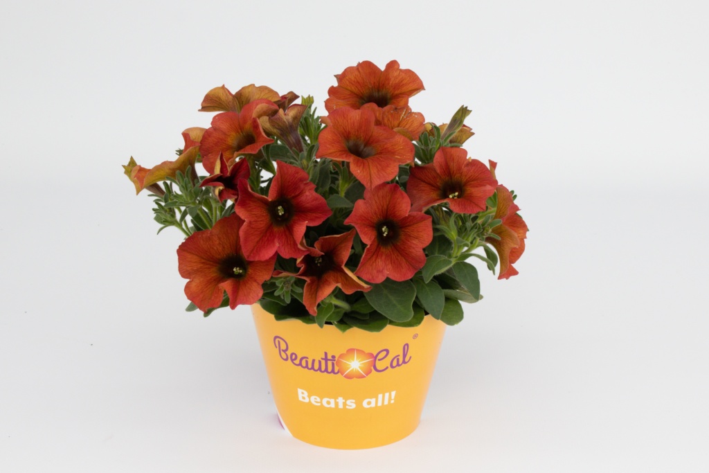 Petunia Petchoa interspecific BeautiCal® Cinnamon