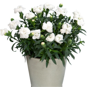 Dianthus OSCAR ® White