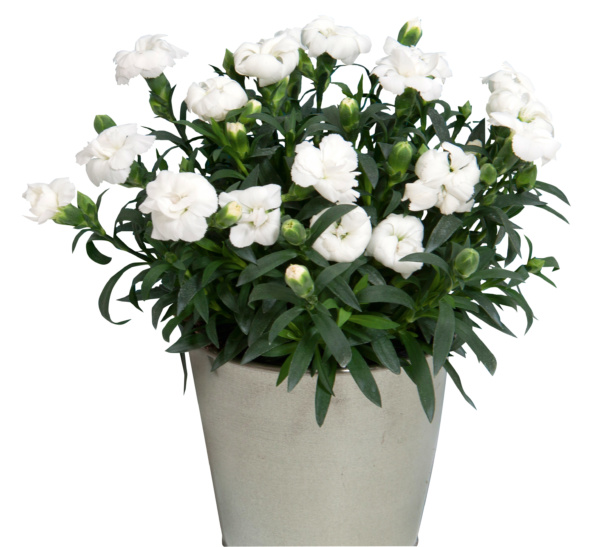 Dianthus OSCAR ® White