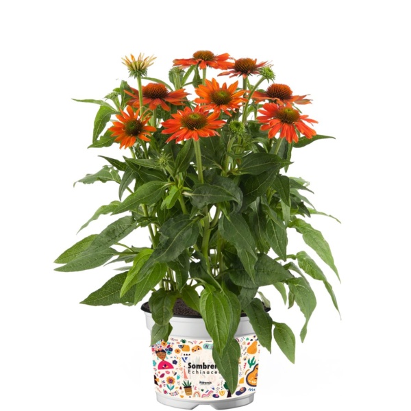 Echinacea purpurea Sombrero® Adobe Orange