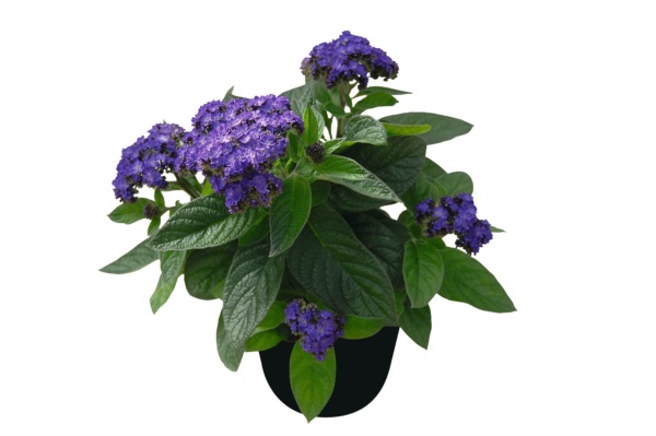 Heliotropium Blue Bouquet