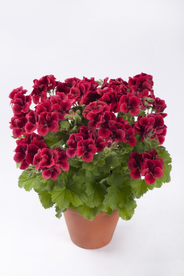 Pelargonium Grandiflorum Candy Flowers® Bright Red