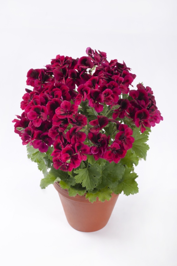 Pelargonium Grandiflorum Candy Flowers® Dark Red