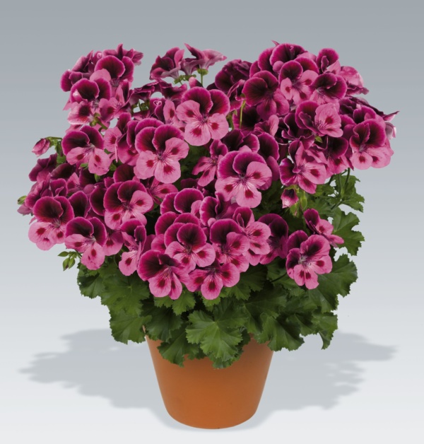 Pelargonium Grandiflorum Candy Flowers® Pink with Eye