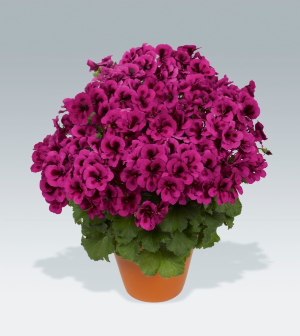 Pelargonium Grandiflorum Candy Flowers® Violet