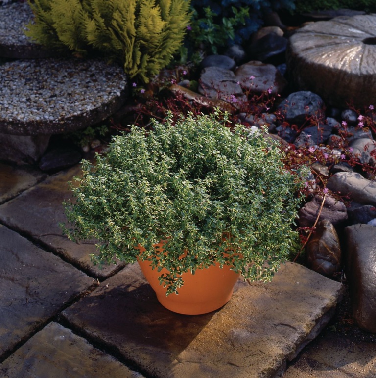 Thymus citriodorus Lemon Variegata Gardenhouse.sk
