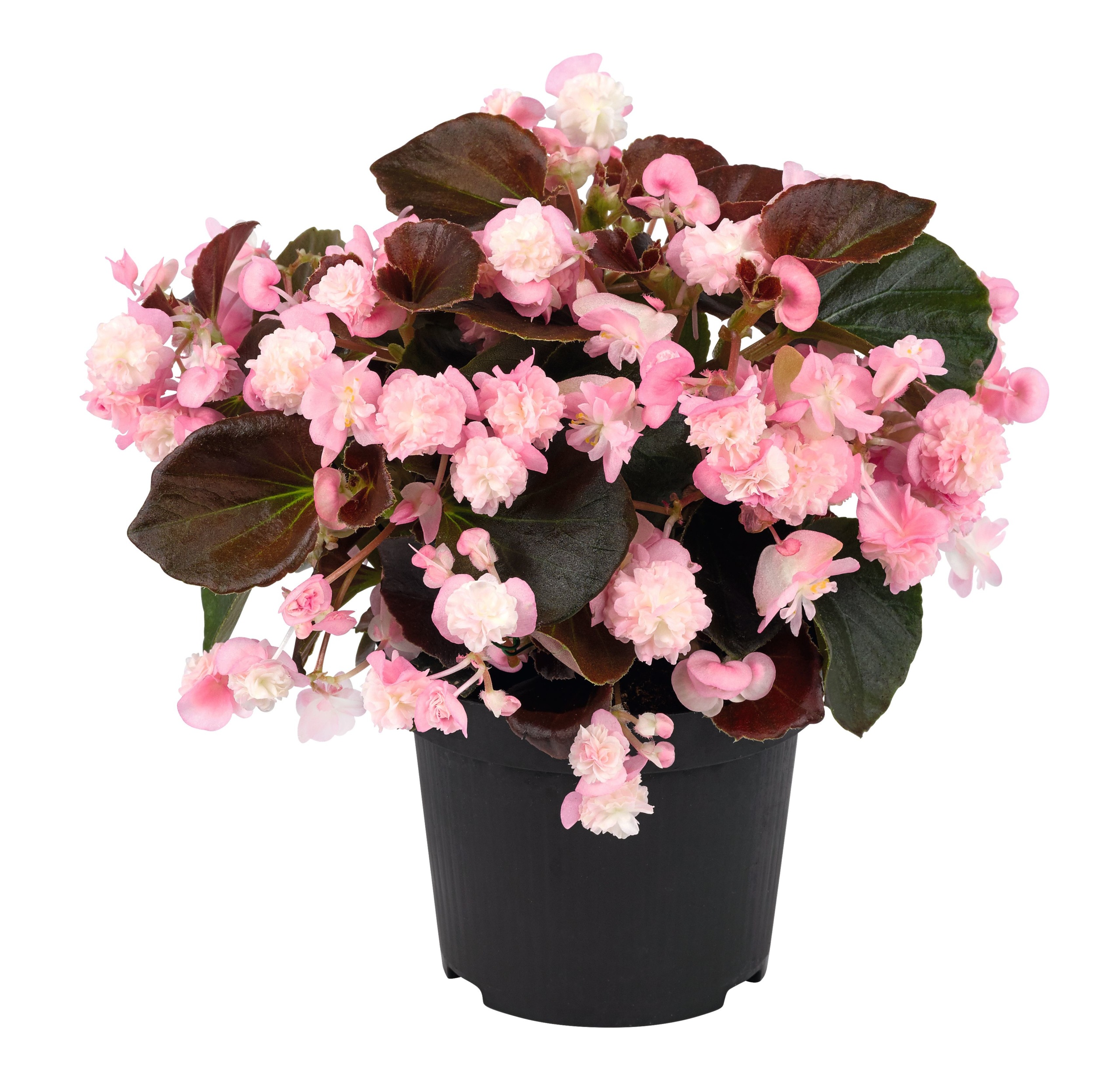Begonia semperflorens Doublet® Pink 