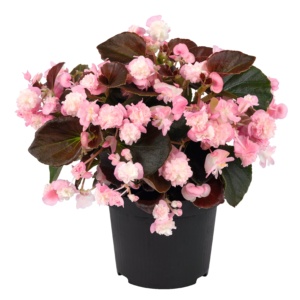 Begonia semperflorens Doublet® Pink