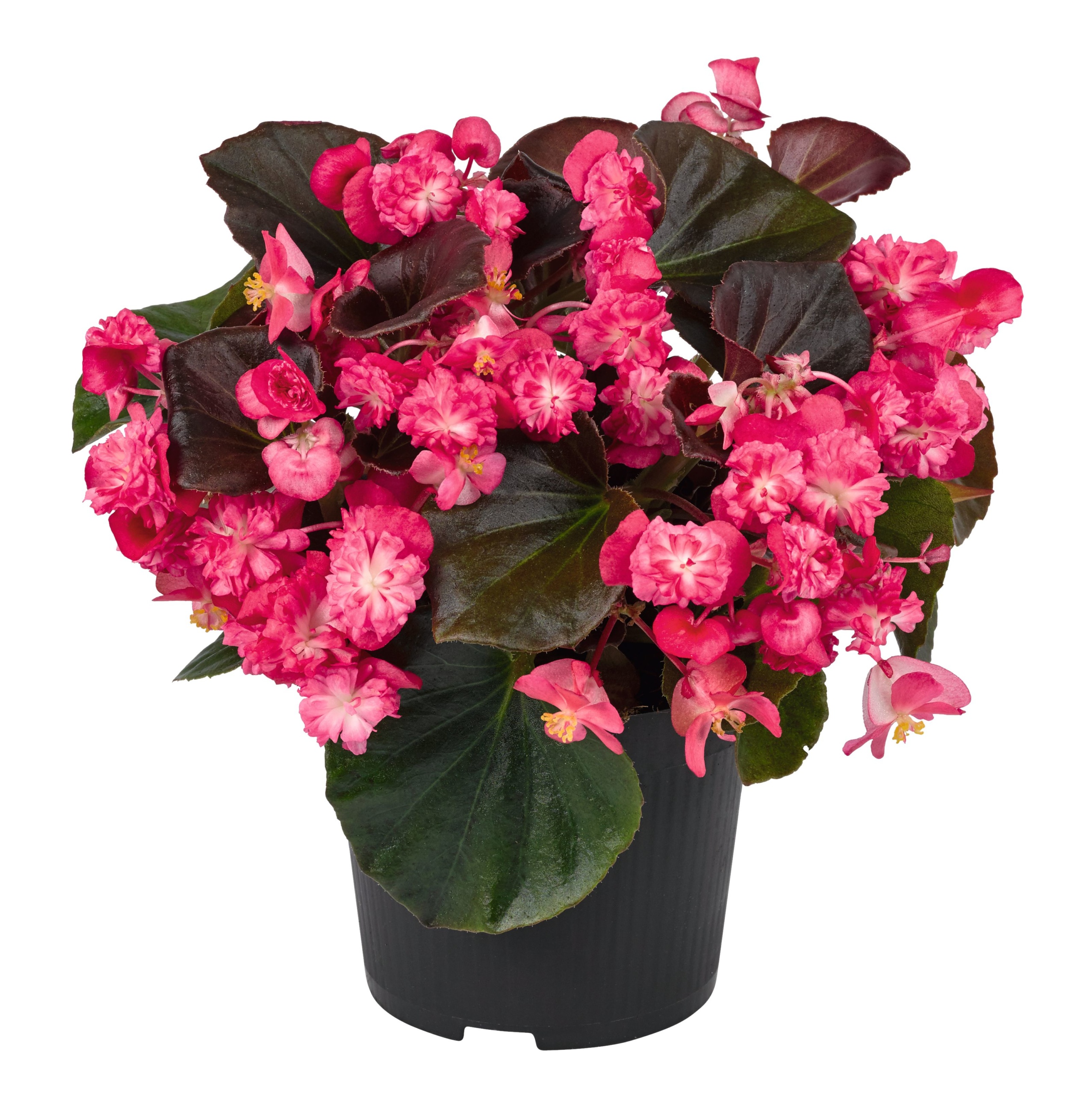 Begonia semperflorens Doublet® Red 