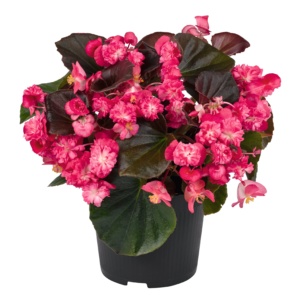 Begonia semperflorens Doublet® Red