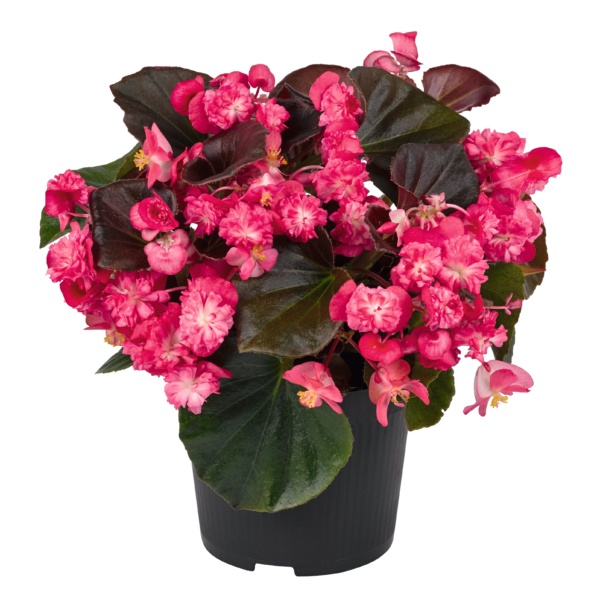 Begonia semperflorens Doublet® Red