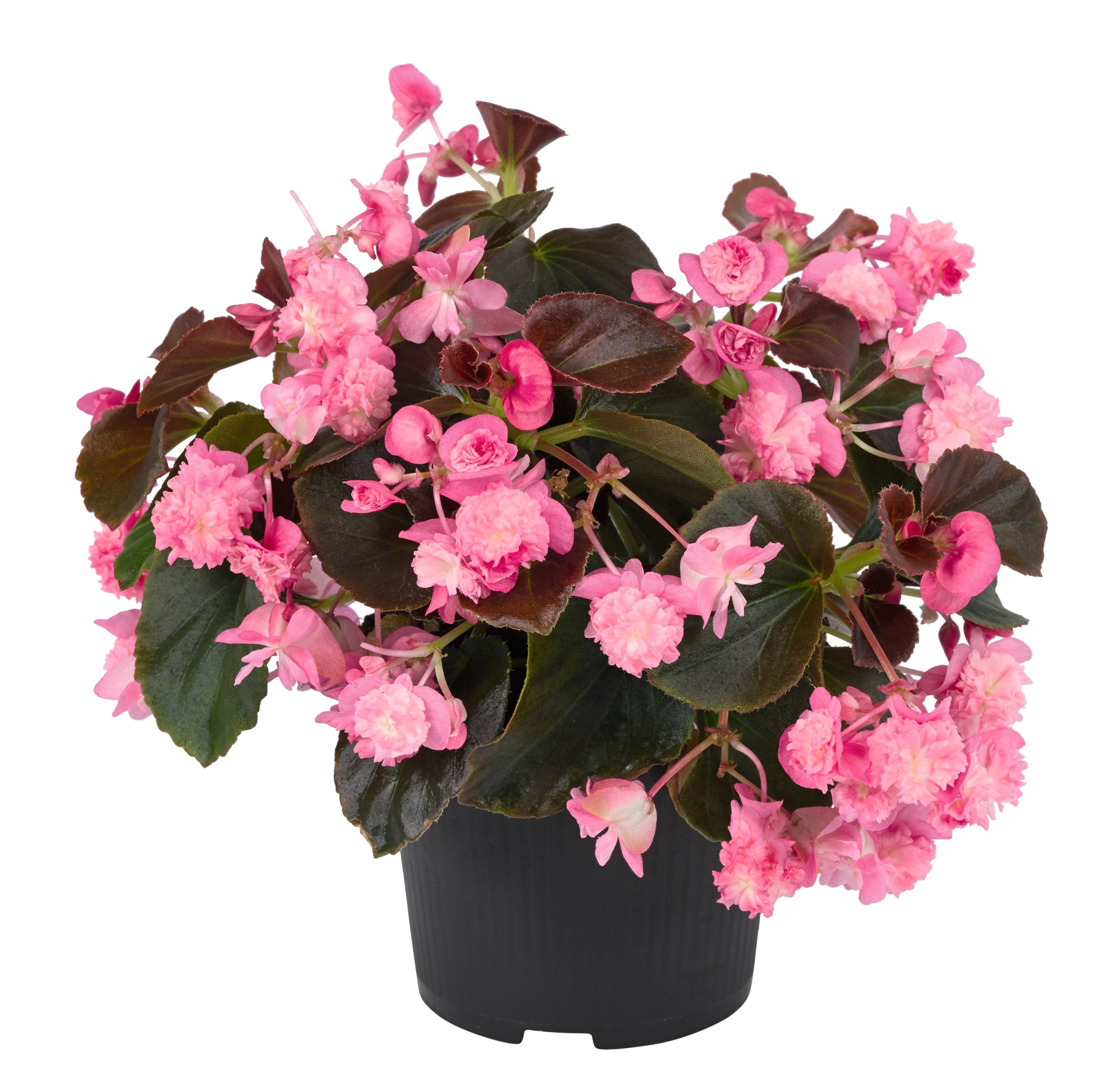 Begonia semperflorens Doublet® Rose 