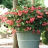 Begonia x-hybrida Dragon Wing Pink