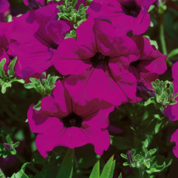 Petunia Surfinia® Purple