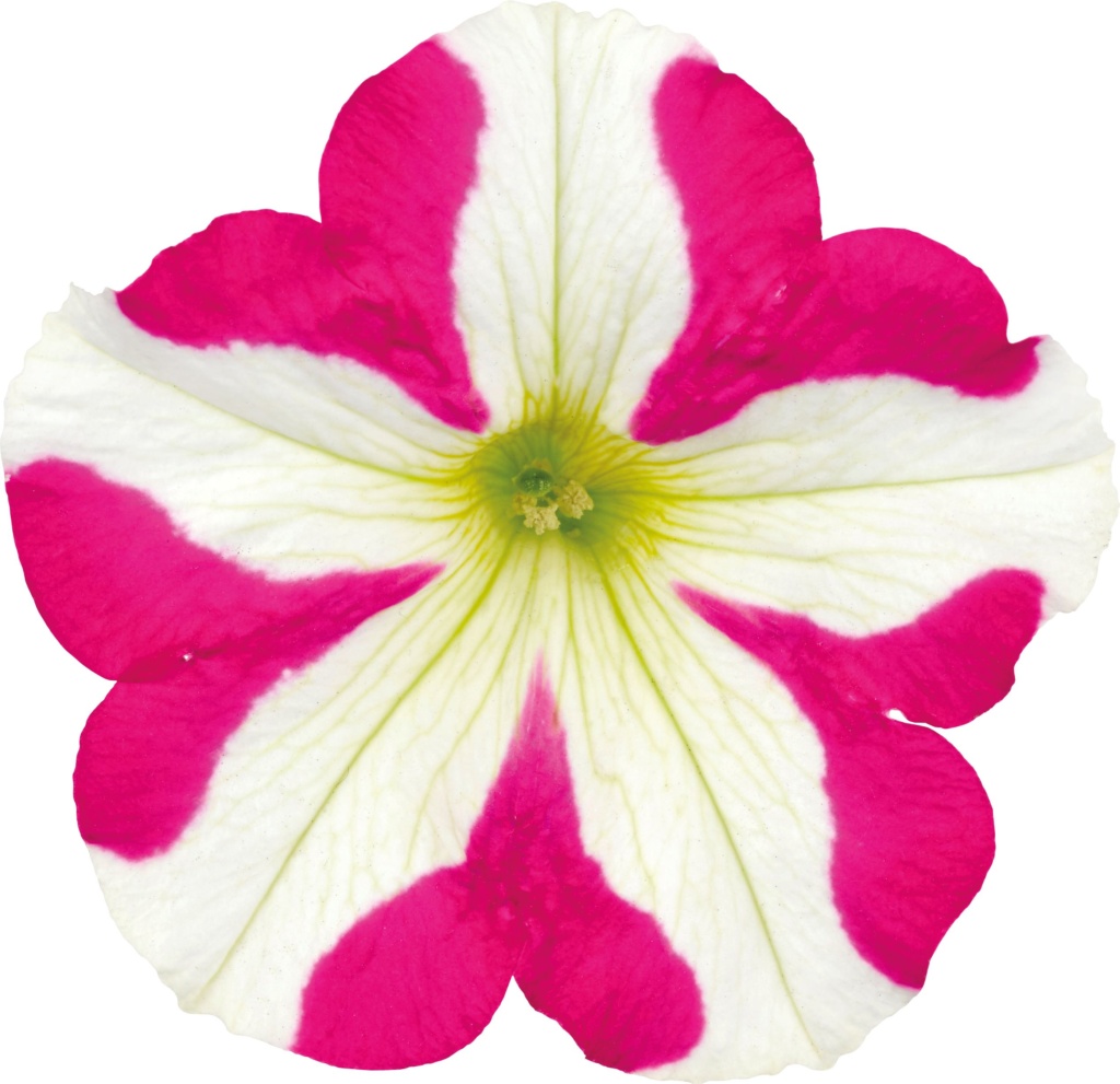 Petunia Grandiflora Amore® Pink Heart