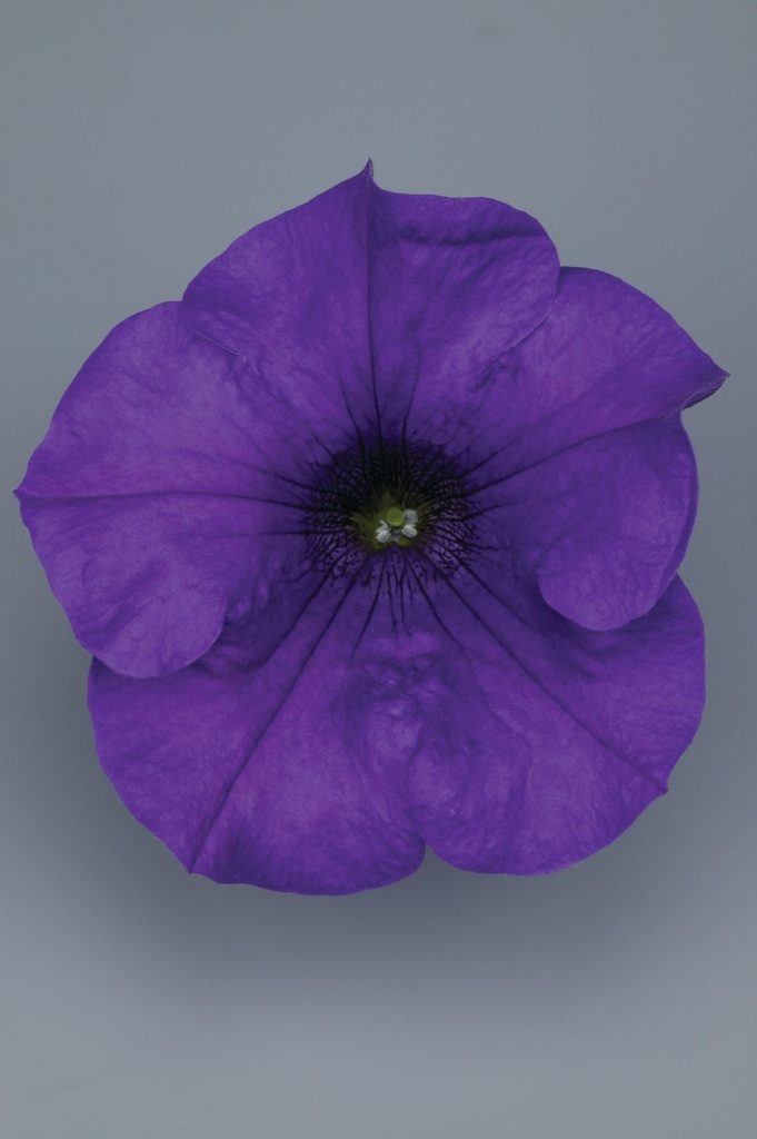 Petunia Grandiflora Surfinia® Giant Blue