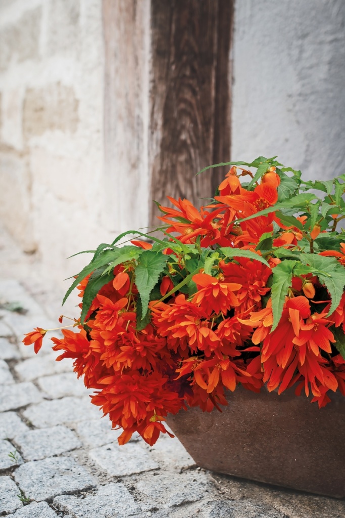 Begonia x-hybrida Funky® Orange