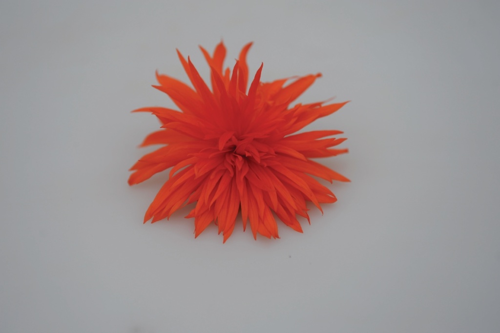 Begonia x-hybrida Funky® Orange