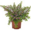 Cuphea Lilac