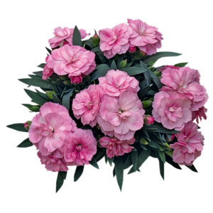 Dianthus OSCAR ® Light Rose