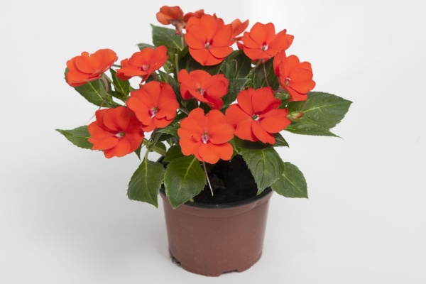 Impatiens New Guinea SunPatiens® Compact Electric Orange