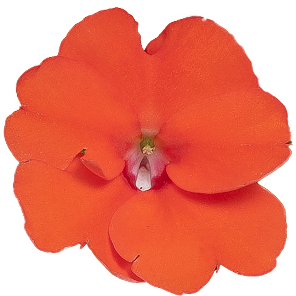 Impatiens New Guinea SunPatiens® Compact Electric Orange