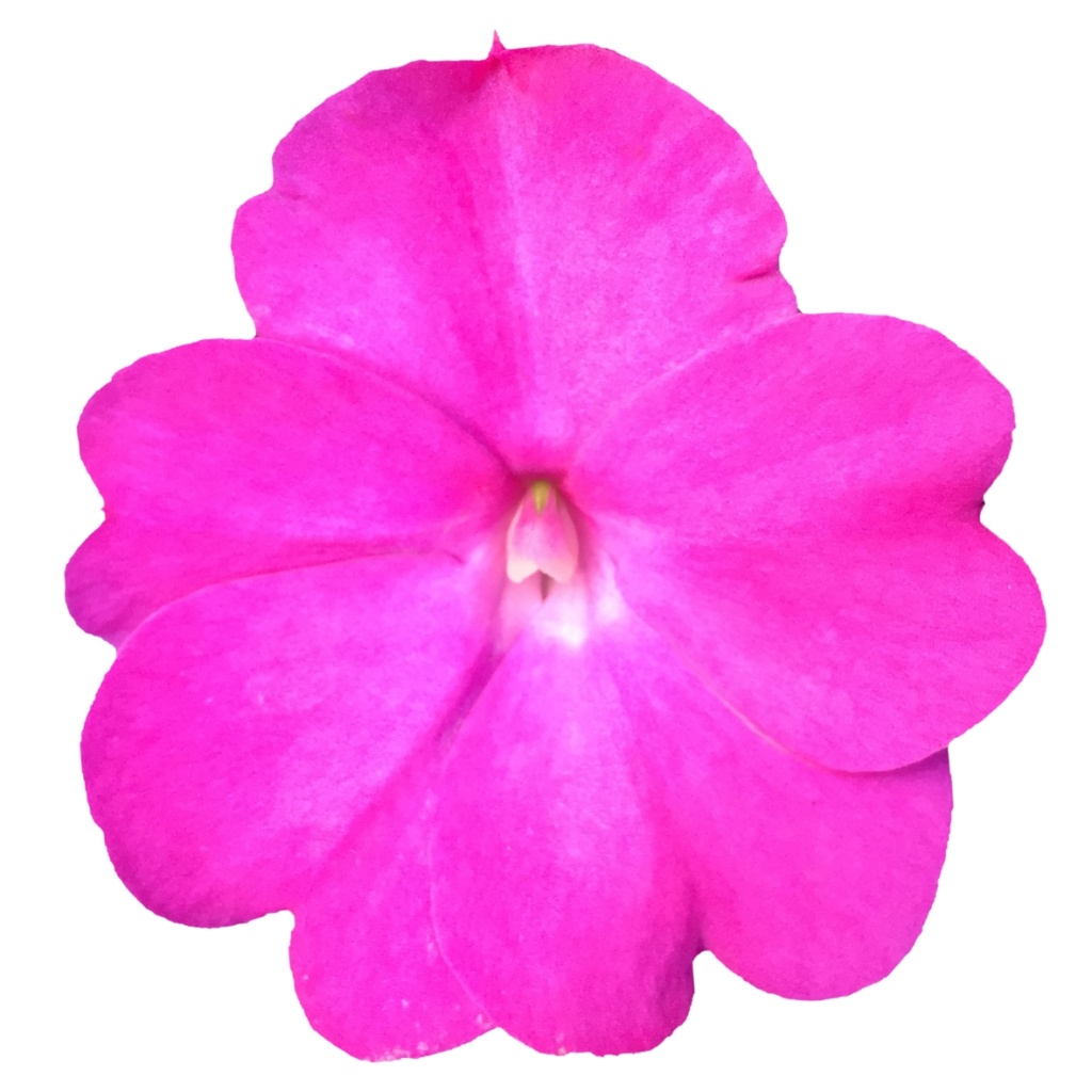 Impatiens New Guinea SunPatiens® Compact Hot Pink