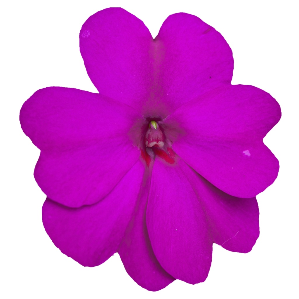 Impatiens New Guinea SunPatiens® Compact Lilac