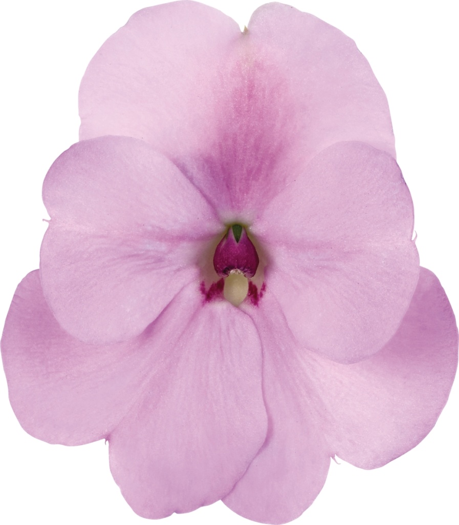 Impatiens New Guinea SunPatiens® Compact Orchid Blush