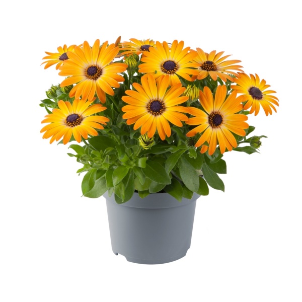 Osteospermum Ecklonis Dalina® Special Sunshine beauty