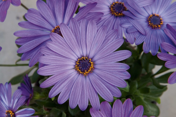 Osteospermum FlowerPower® Blue