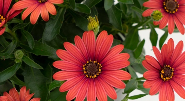 Osteospermum FlowerPower® Red