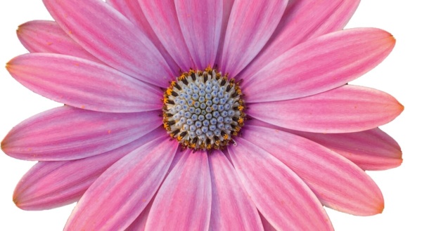 Osteospermum FlowerPower® Rose Pink