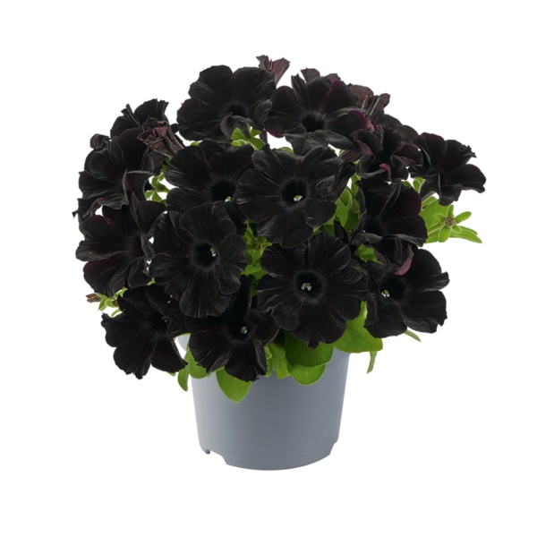Petunia Grandiflora GO!Tunia® Black