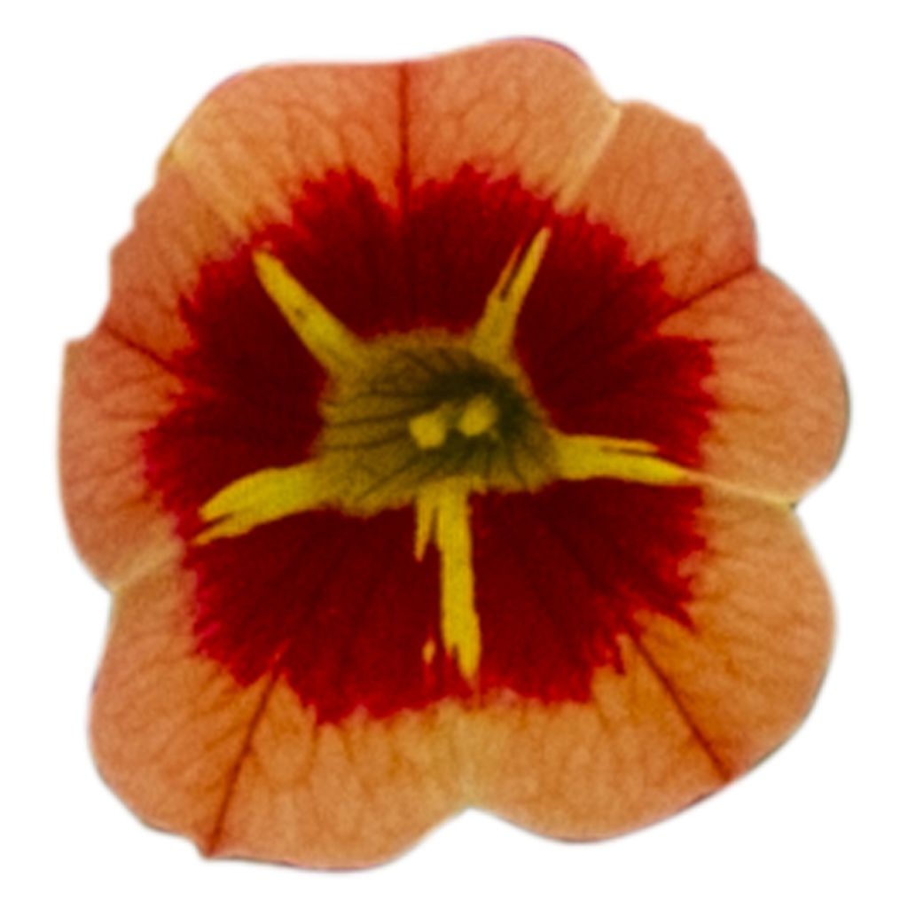 Calibrachoa Parviflora Conga™ Orange Star