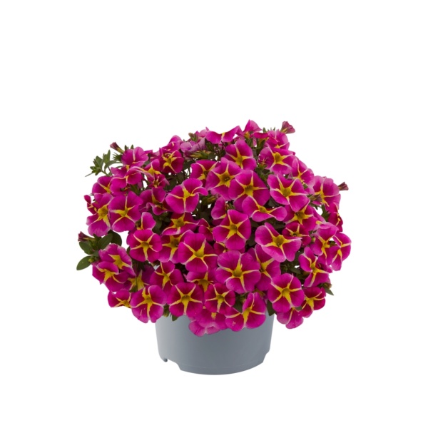Calibrachoa Parviflora Conga™ Pink Star