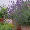 Lavandula Platinum Nico