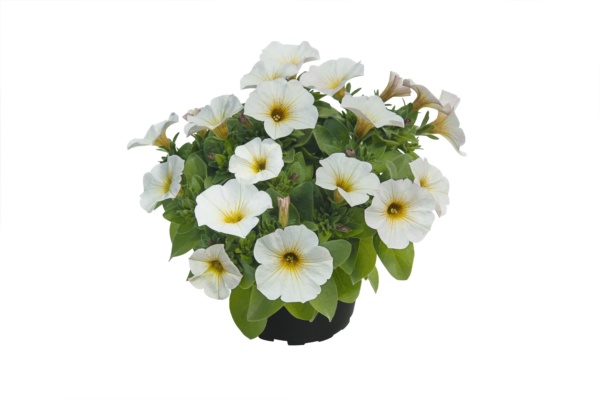 Petunia x Calibrachoa Beautical™ Pearl White