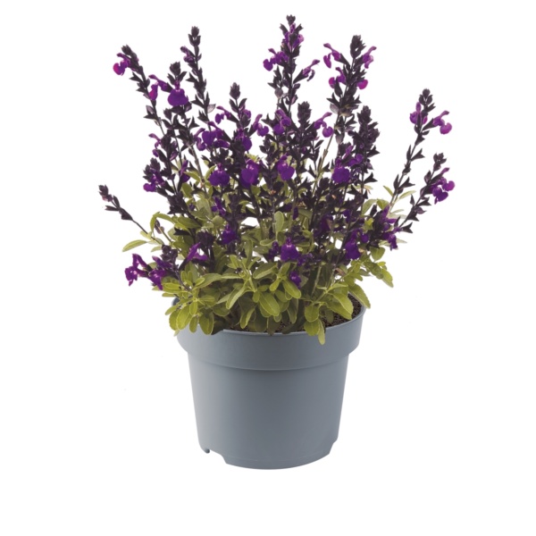 Salvia greggii Mirage™ Violet